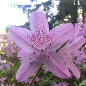 Meet your Posher, Taunami